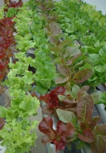 cleanairgardening_2038_3448778