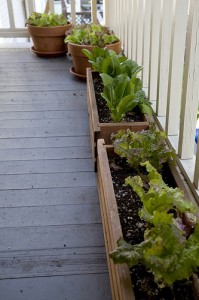 lettuce-flickr
