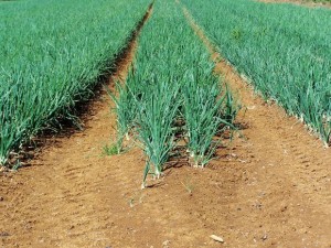 onions-morguefile onions-morguefile