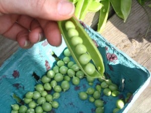 peas