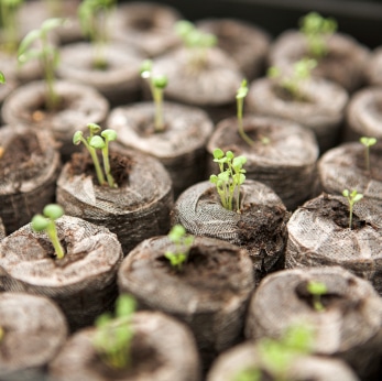 Starting Seeds